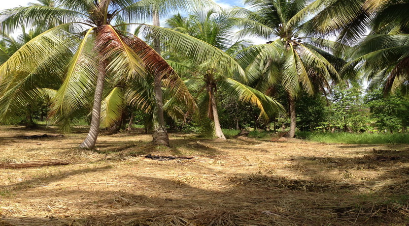 Land for sale Chalok Ban Kao Koh Phangan