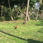 Land for sale Koh Phangan Wok Tum