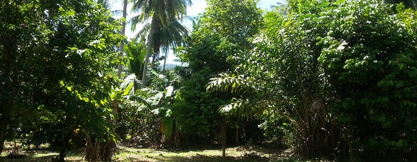 For sale land Koh Samui Lipa Noi 0005