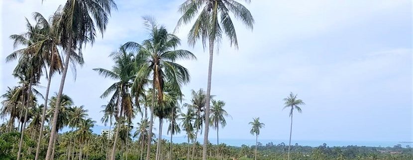 A vendre terrain Maenam Koh Samui 04