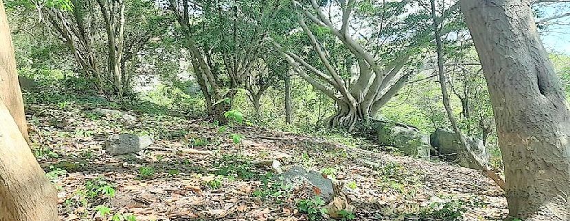 For sale land Lamai0007