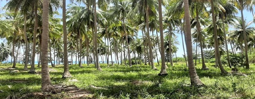 For sale land Laem Yai Beach Koh Samui 0003