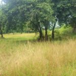 For sale land in Bang Kao - Laem Sor Koh Samui