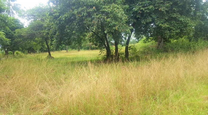 A vendre terrain à Bang Kao - Laem Sor Koh Samui