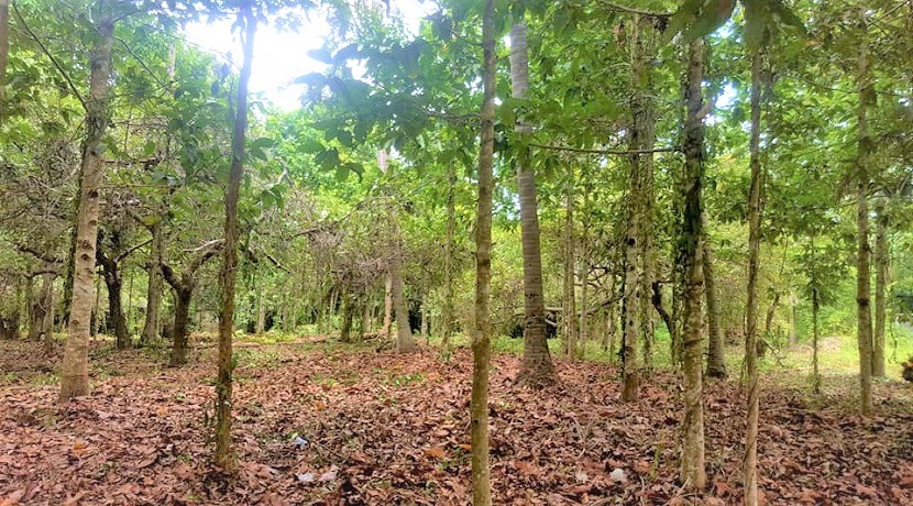 A vendre terrain plat à Maenam Koh Samui