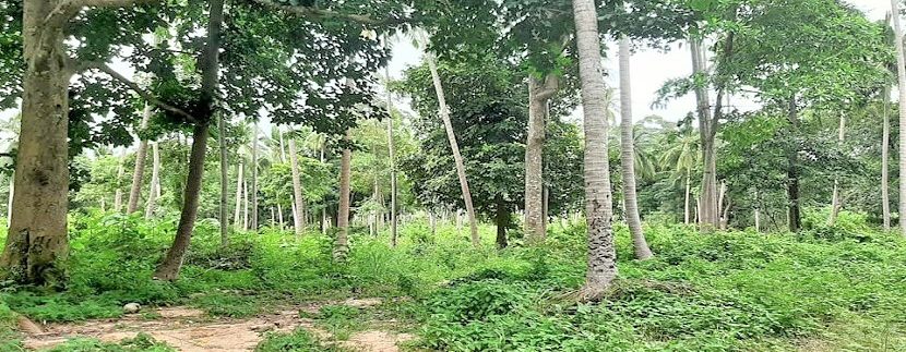 For sale land in the center of Chaweng in Koh Samui 02