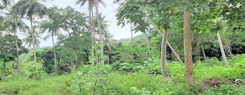 For sale land in the center of Chaweng in Koh Samui 04