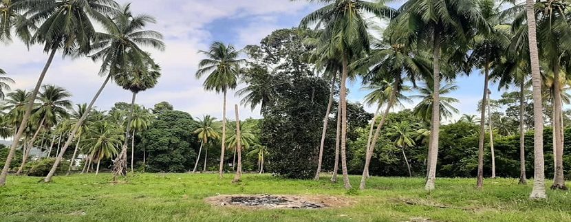 Land for sale by the sea Lipa Noi in Koh Samui 06