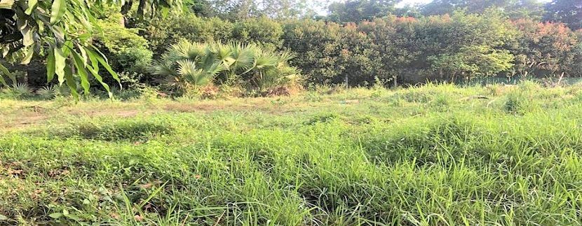 For sale flat land in Ban Tai Koh Samui 05