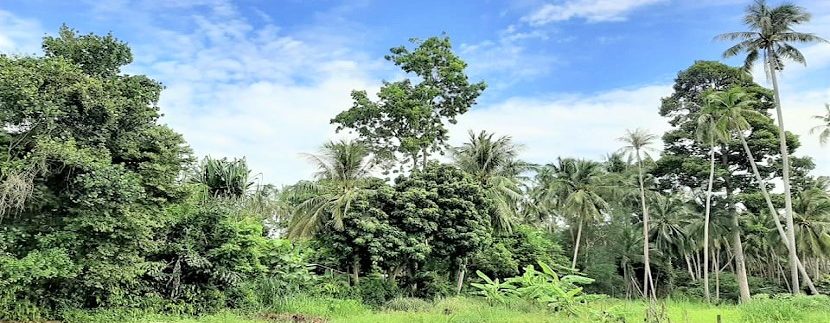 For sale flat land in Bang Kao Koh Samui 05