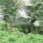 For sale flat land in Maenam Koh Samui