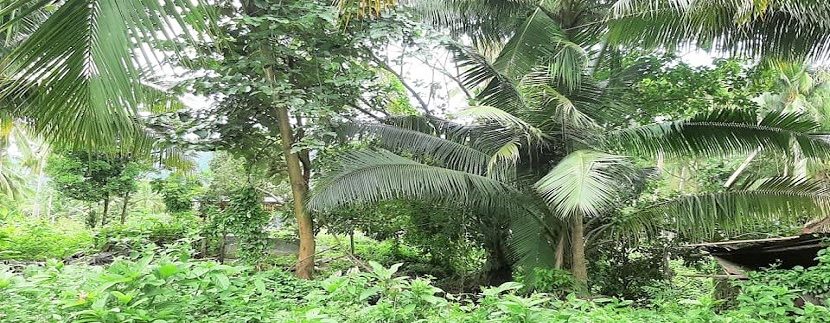 For sale flat land in Maenam Koh Samui 01