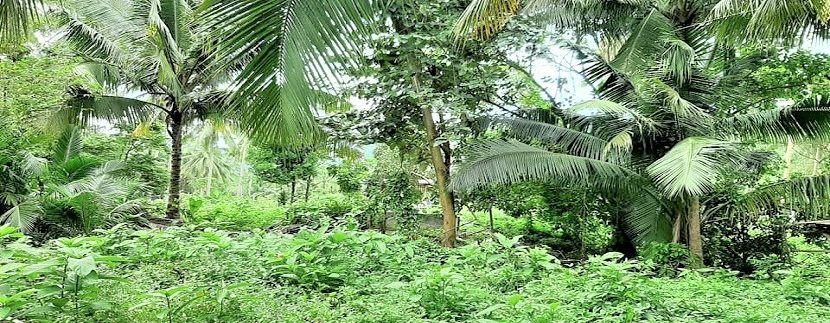 For sale flat land in Maenam Koh Samui 03