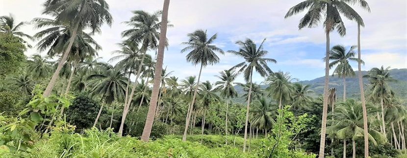 A vendre terrain soi 1 Maenam à Koh Samui 01