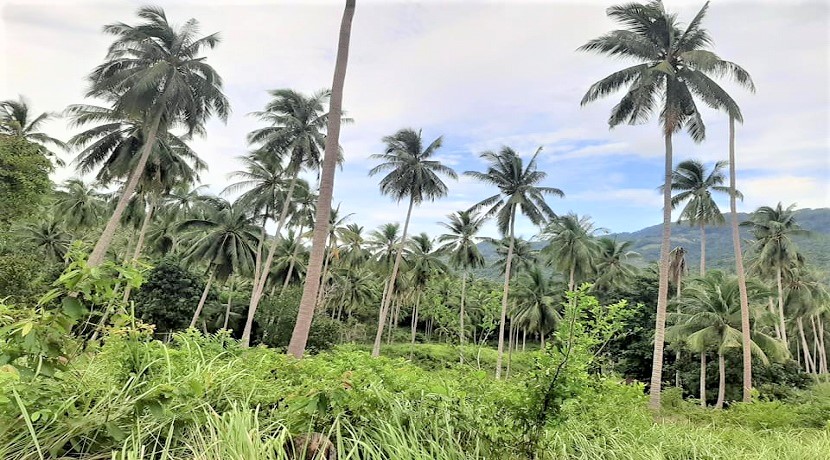A vendre terrain soi 1 Maenam à Koh Samui – cocoteraie – 5.600 m²