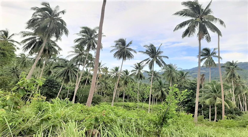 A vendre terrain au Soi 1 à Maenam Koh Samui