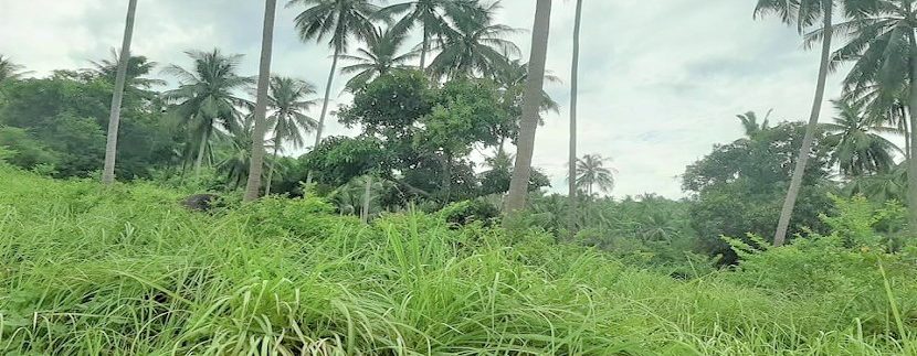 For sale land soi 1 Maenam in Koh Samui 05