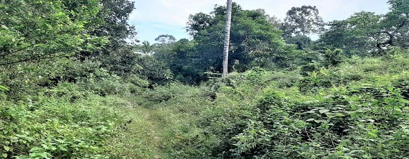 A vendre terrain avec rivière à Maenam Koh Samui 012