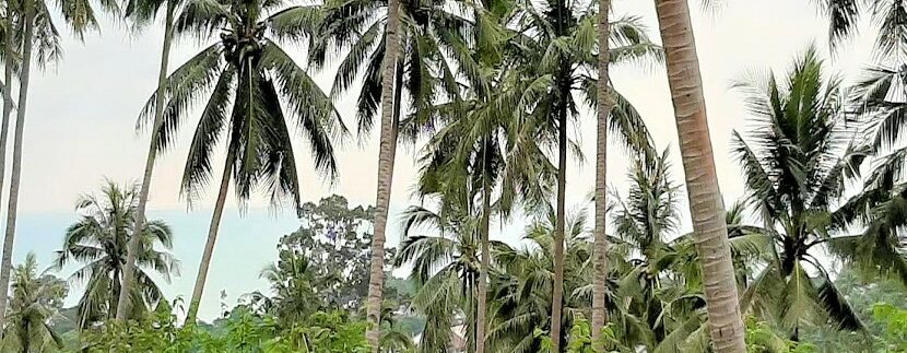 Sea view land in Lamai Koh Samui-for-sale 02