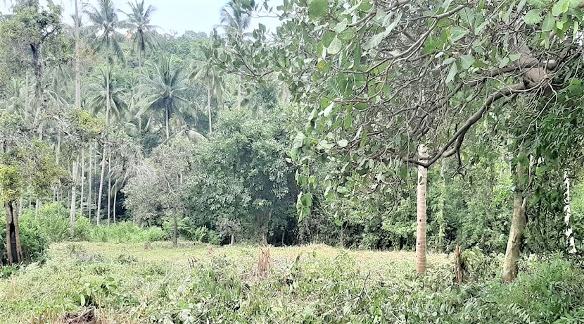 A vendre terrain plat Bang Por - Koh Samui
