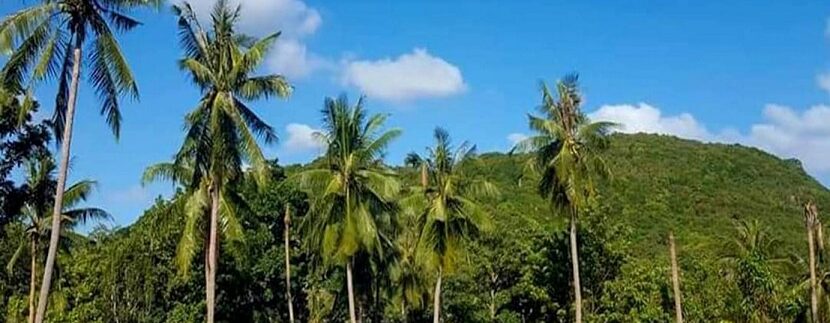 For sale Bangrak flat land in Koh Samui 03